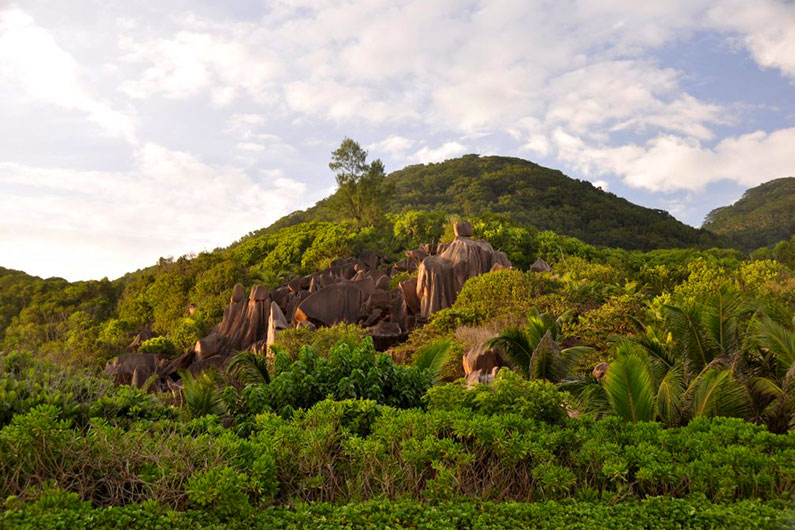 Les hirondelles aux Seychelles MAHE