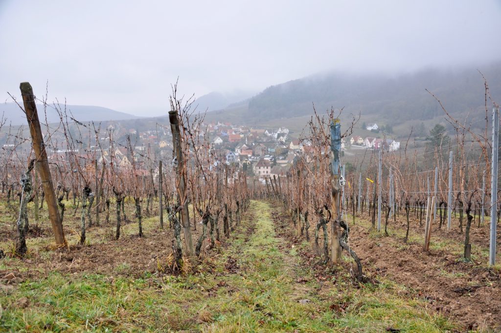 cépages d'Alsace, village au milieu des vigne sur la route des vins d'Alsace