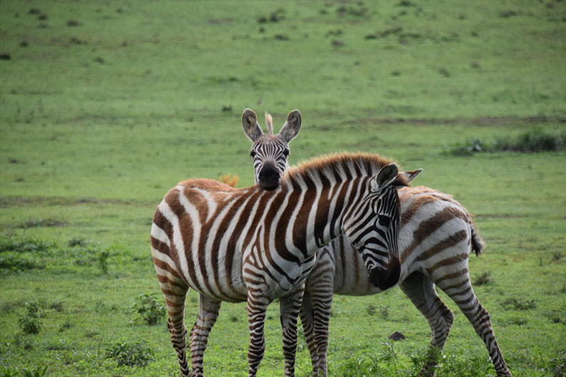 Album photo safari Kenya – Avril 2018